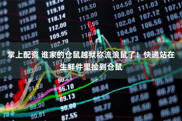 掌上配资 谁家的仓鼠越狱称流浪鼠了！快递站在生鲜件里捡到仓鼠